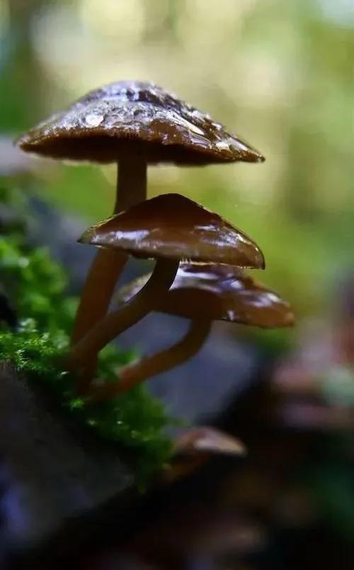 國家蘑菇地理：中國哪里的蘑菇最好吃？
