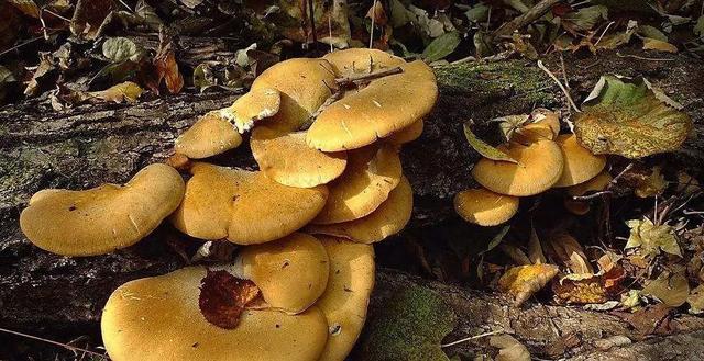 國家蘑菇地理：中國哪里的蘑菇最好吃？