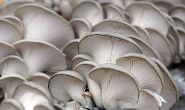 國家蘑菇地理：中國哪里的蘑菇最好吃？