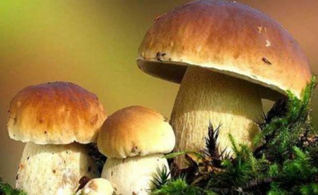 國家蘑菇地理：中國哪里的蘑菇最好吃？