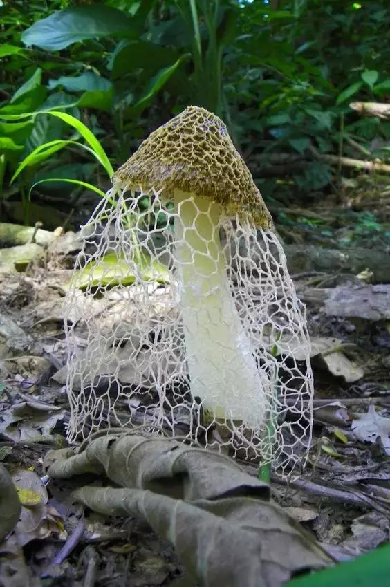 國家蘑菇地理：中國哪里的蘑菇最好吃？